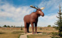 Moose Jaw moose No gun fire in the Moose Wars. Yet