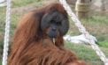 In search of Borneo’s elusive ‘man of the forest’ In search of Borneo’s elusive ‘man of the forest’