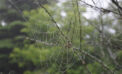 Spider web Don’t squish that spider!
