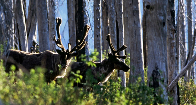 mountain caribou No evidence predator control will save caribou: study