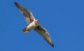 Research reveals new clues to hunting habits of elusive falcons Research reveals new clues to hunting habits of elusive falcons