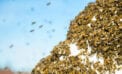 bee swarm insects nature ConnecTour Chronicles: Out of the blue, an army on the prowl