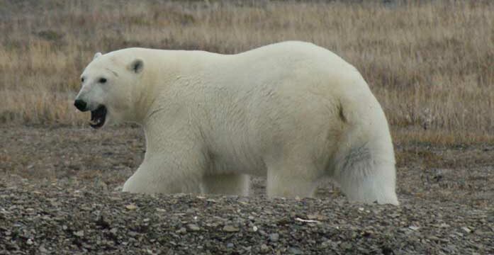 Is the polar bear’s life becoming even more perilous?