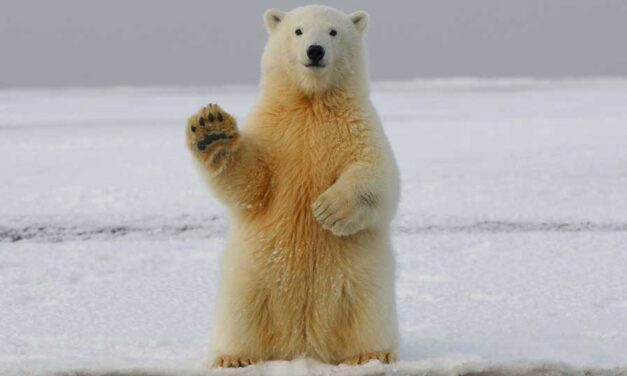 Climate change may well trigger Arctic development