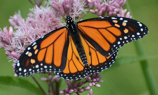 Surefire ways to find out if you’re a naturalist