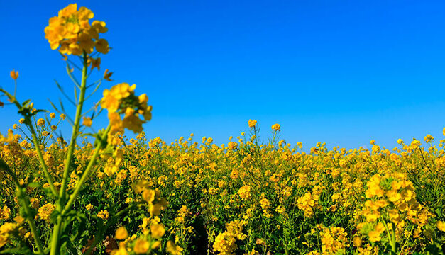 China strikes back at Canadian canola farmers after EV tariffs