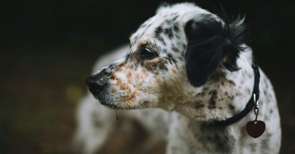 What my dog taught me about democracy – one kibble at a time