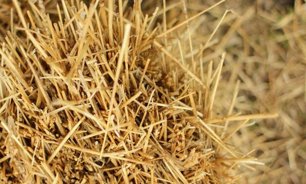 Clean fuel from waste may no longer be fantasy