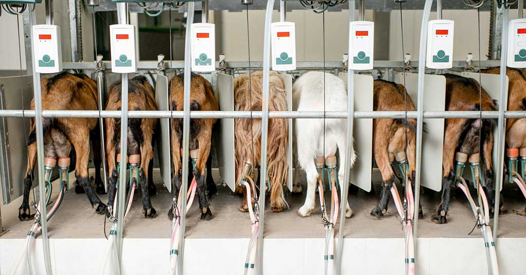 Canadians should thank Trump for targeting supply management