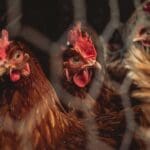 Think chicken prices are high now? Just wait until this summer